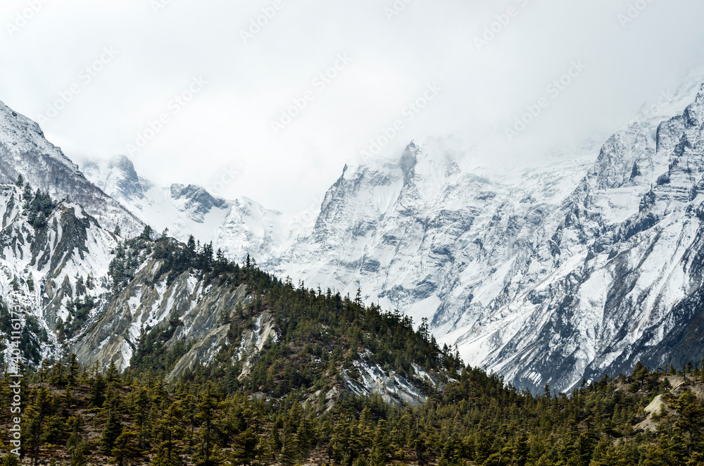 Pine trees against a snow capped mountain on an overcast day, Annapurna Circuit, Nepal