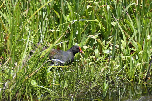 Teichralle oder Teichhuhn  (Gallinula chloropus), George, Südafrika photo