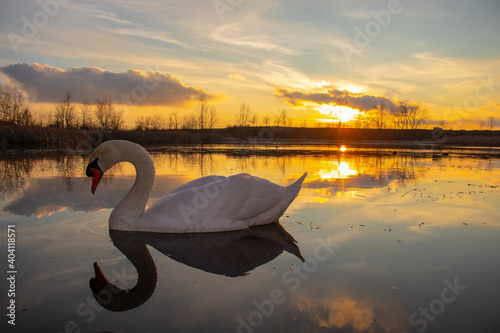 swan on the lake photo