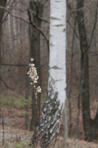 dry plant in the forest, dried flower in the forest against the background of white trunks of birches, forest with trees