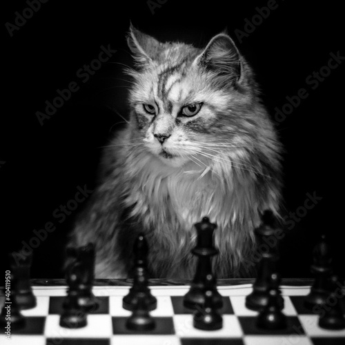 Échecs et Chat photo