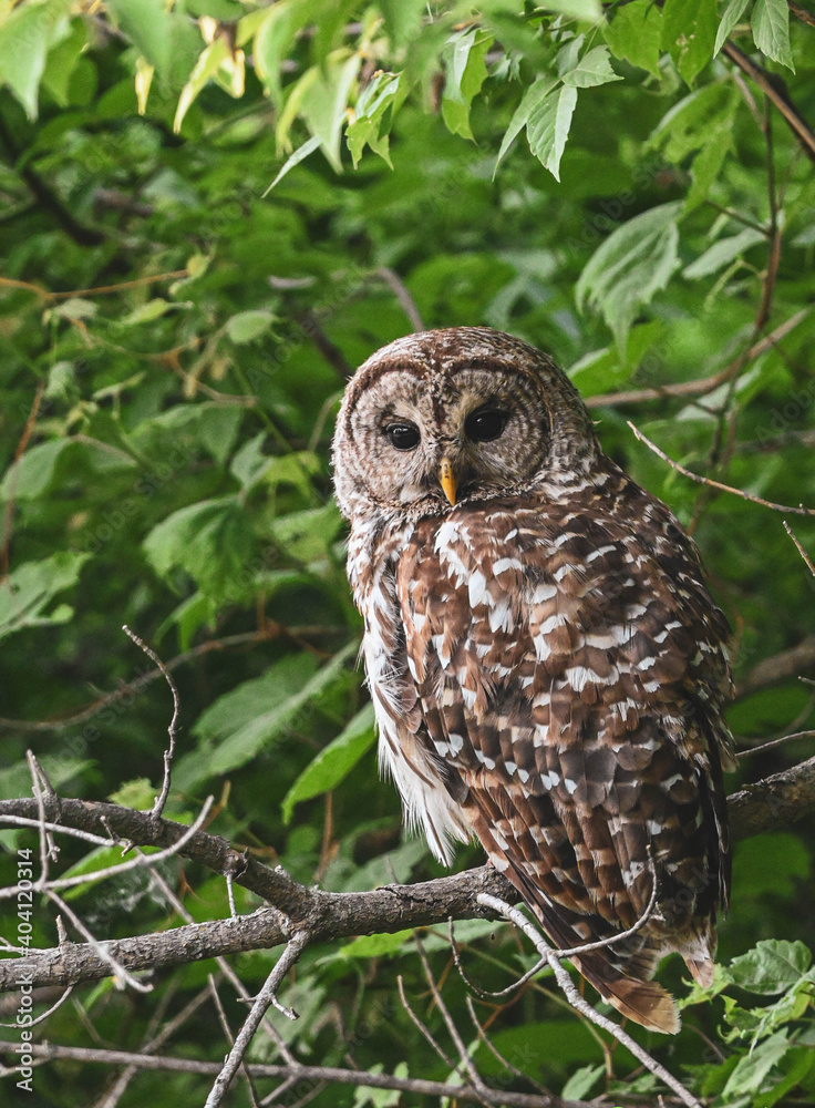 Fototapeta premium Barred Owl