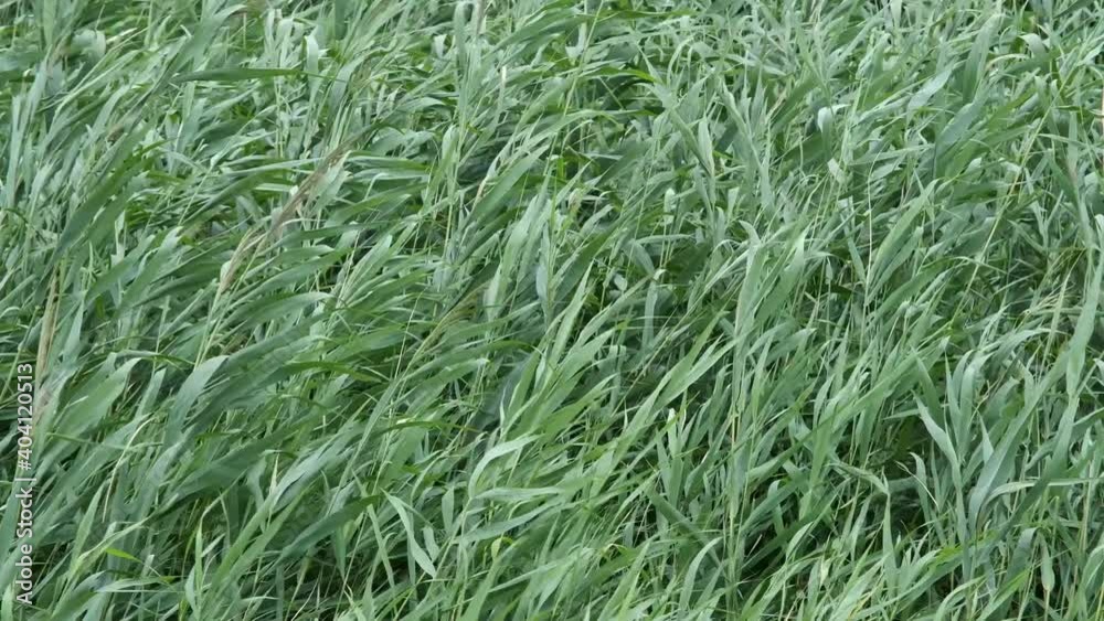 Reeds blowing in a strong breeze. Bulrush reeds, also called Cattails or Reedmace. Natural background green reeds in the wind (4K-60fps) Reeds blowing in a strong breeze. Bulrush reeds, also called Cattails or Reedmace. Natural background green reeds in the wind (4K-60fps)