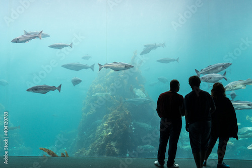 Cod in an aquarium photo