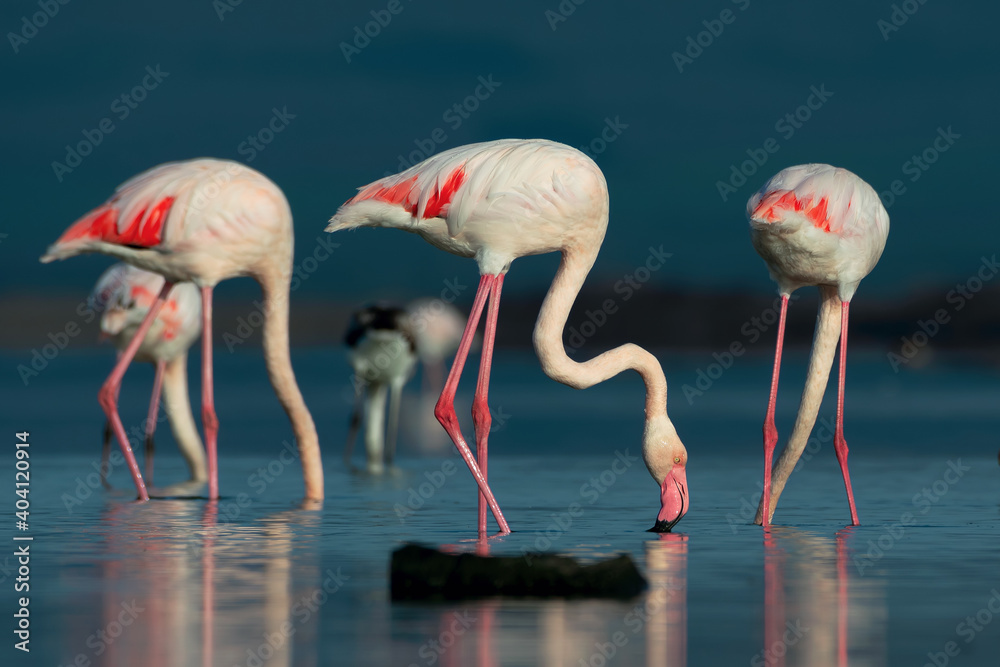 Obraz premium A beautiful close shot of flamingos family feeding in the water with blue background.