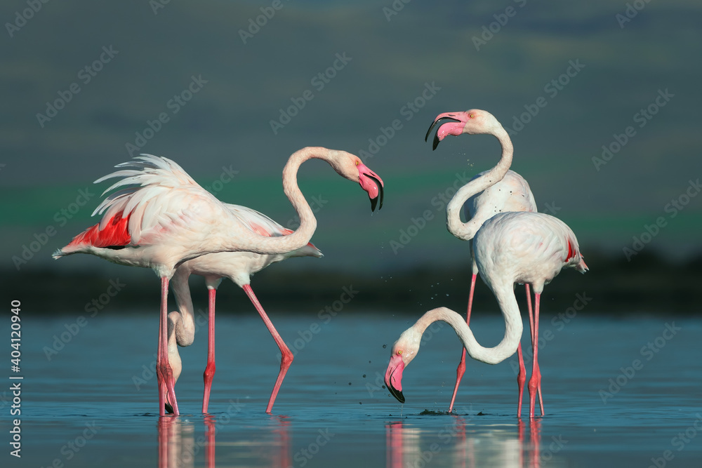 A beautiful close shot of flamingos family feeding in the water with blue background.