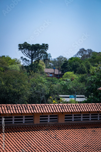 Several beautiful trees seen over the roof and highlighted an araucaria native of parana  Brazil