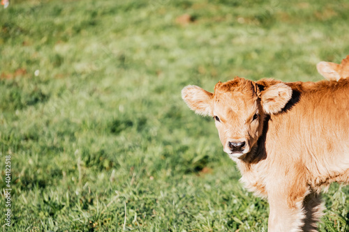 newborn calf standing looking at camera while grazing in the green field. Extensive farm. Animals. © Alberto