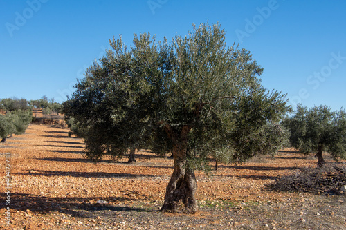Bello olivo centenario en olivar mediterraneo de España