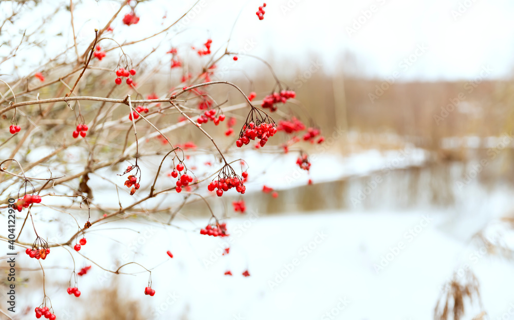 Branches of red viburnum in winter. Bird food in winter
