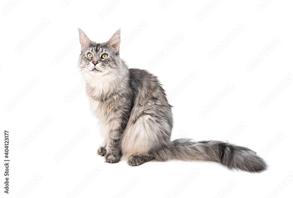 Fototapeta premium Grey Maine Coon cat sits on a white background