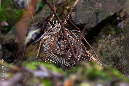 Cuadro en lienzo Waldschnepfe // Eurasian woodcock (Scolopax rusticola)