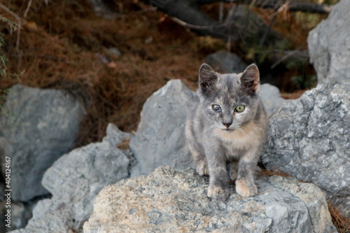 grey cute kitten cat sitting on the rock