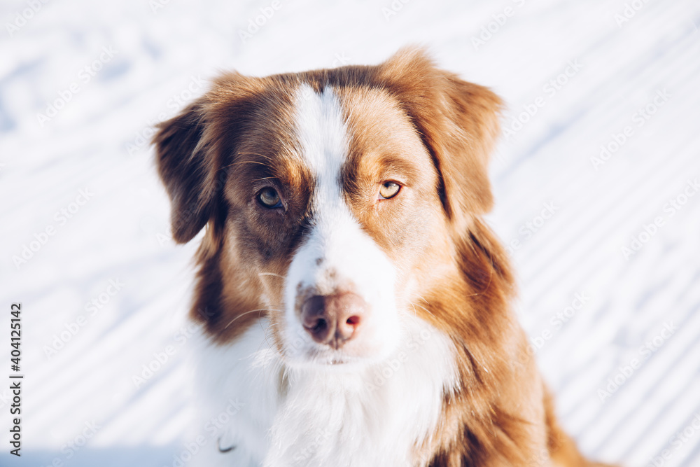 Portrait eines sehr schönen Hundes im Schnee im Winter am Berg, Australian Shepherd