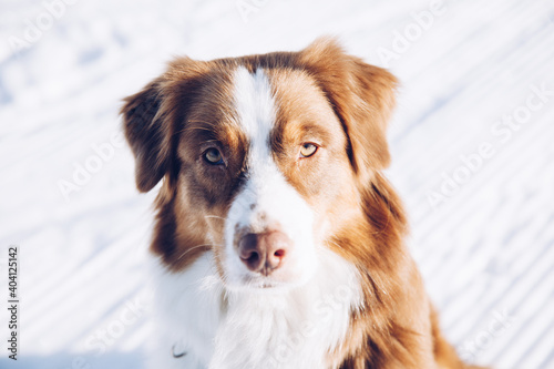 Fototapeta Naklejka Na Ścianę i Meble -  Portrait eines sehr schönen Hundes im Schnee im Winter am Berg, Australian Shepherd
