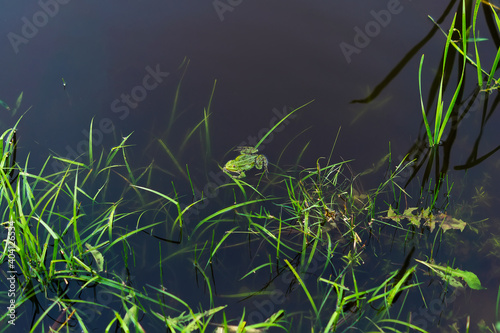 Charming little frog in a small lake in Belarus. An image of a green frog floating on the calm surface of a swamp next to grass sticking out of the water.