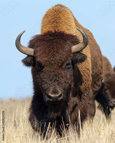 American bison leader portrait. Bull in prairie closeup.