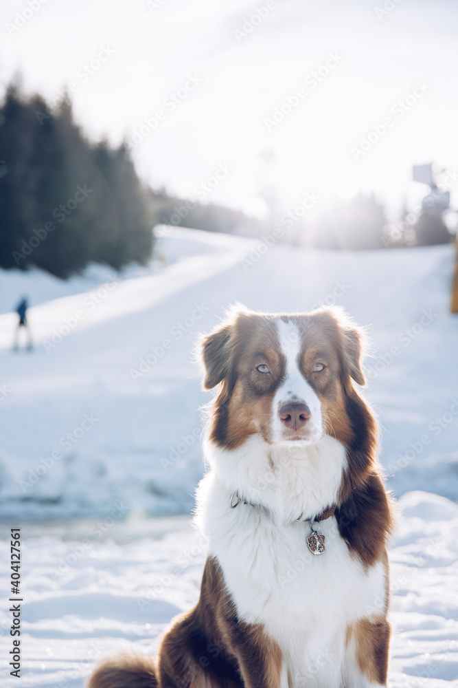 Portrait eines sehr schönen Hundes im Schnee im Winter am Berg, Australian Shepherd