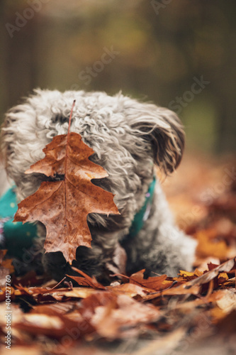 Close portrait of grey poodle lap dog with green headscarf and big brown leaf on the head in autumn forest
