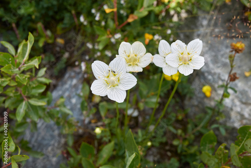 Parnassia palustris