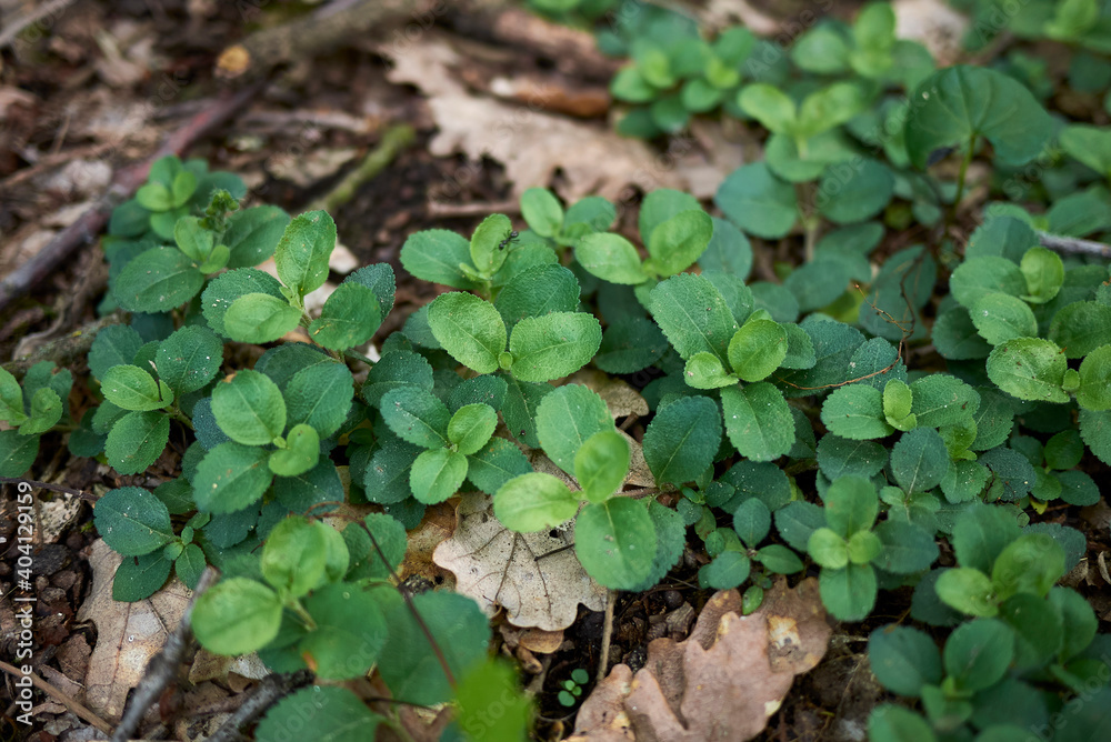 Veronica officinalis Veronica officinalis