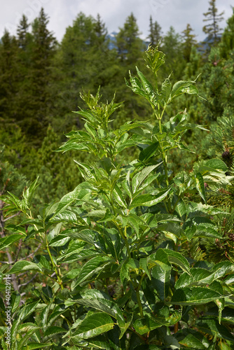 Sambucus racemosa