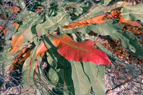 Colors of nature concept: mixture of leaves green and red photo