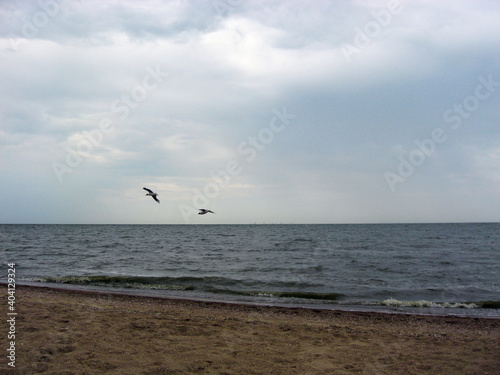Seagull flies in the sky over the sea off the coast.  © Cвітлана