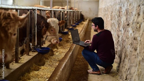 Smart and modern livestock farming concept. Young farmer using a laptop and statistics wireless on a PC app in a modern barn. Reading a dairy cows data ear tag.