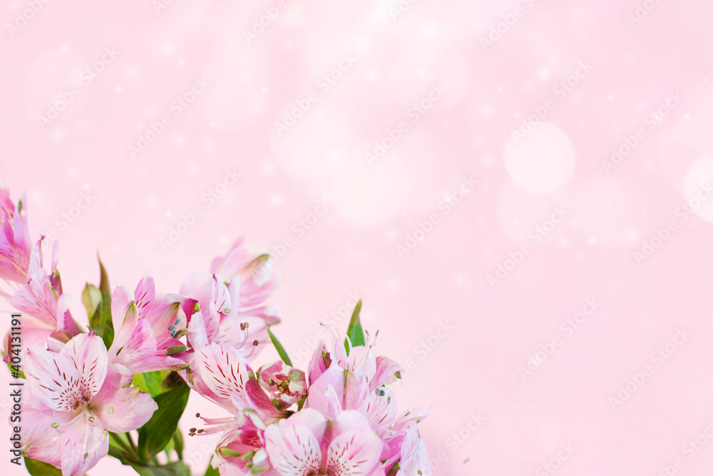 Fototapeta premium Alstroemeria pink on a pink background. The spring theme.
