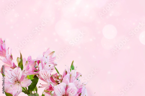 Fototapeta Naklejka Na Ścianę i Meble -  Alstroemeria pink on a pink background. The spring theme.
