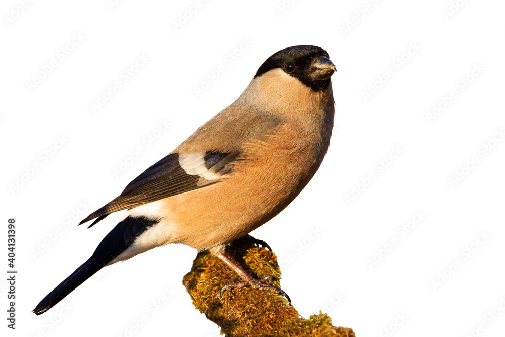Fototapeta premium Eurasian bullfinch sitting on mossy wood cut out on blank. Small female bird looking on branch isolated on white background. Brown feathered animal observing from bough with copy space.