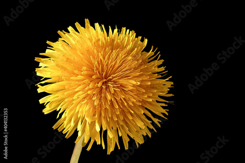 Dandelion - Taraxacum officinale - on black background
