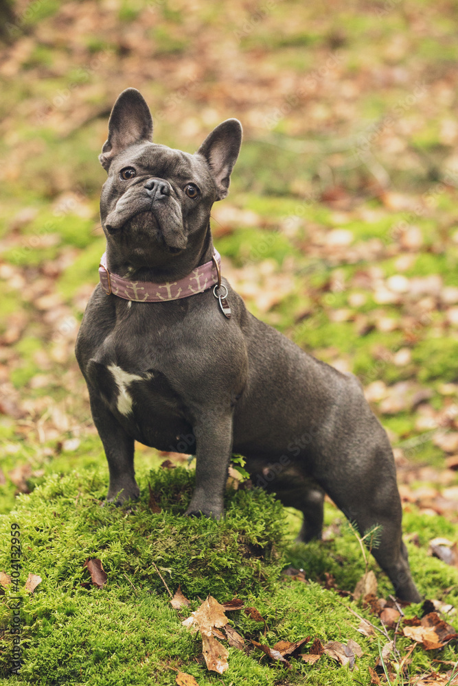 close portrait of small grey french bulldog in pink suit staying on the stub in autumn forest