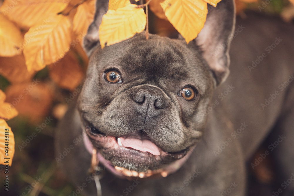 close portrait of small grey french bulldog in pink suit staying in autumn forest