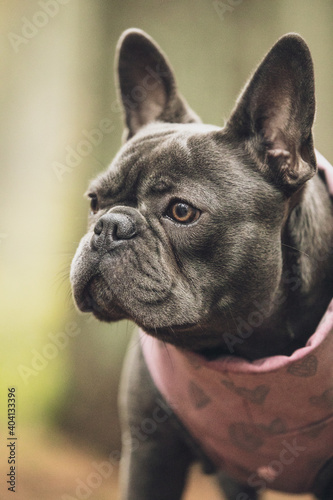 close portrait of small grey french bulldog in pink suit