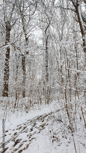 Soothing white winter landscape while snowing, concept of christmas and winter hiking