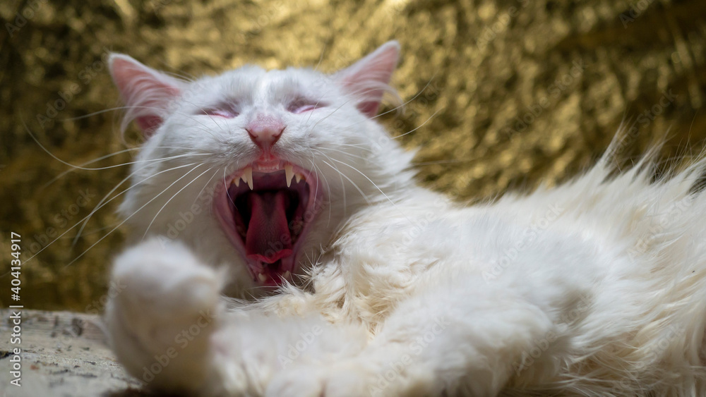 portrait of a Turkish angora . The cat yawned widely. low light