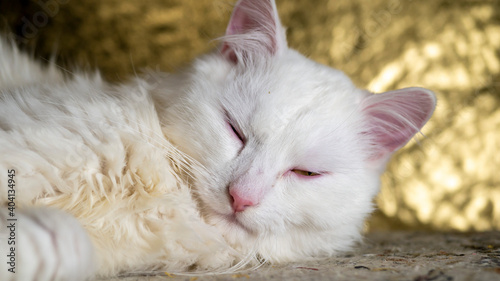 portrait of a Turkish angora that sleeping on a golden background. low light. close up © LemPro Filming Life