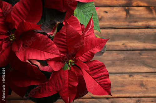 Fiore rosso della stella di Natale, noto anche come la stella di Natale o stella di Bartolomeo isolato su fondo in legno. Concetto di vacanze invernali di Natale photo