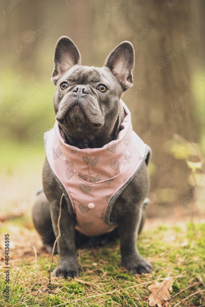 close portrait of small grey french bulldog in pink suit sitting on the grass in autumn forest