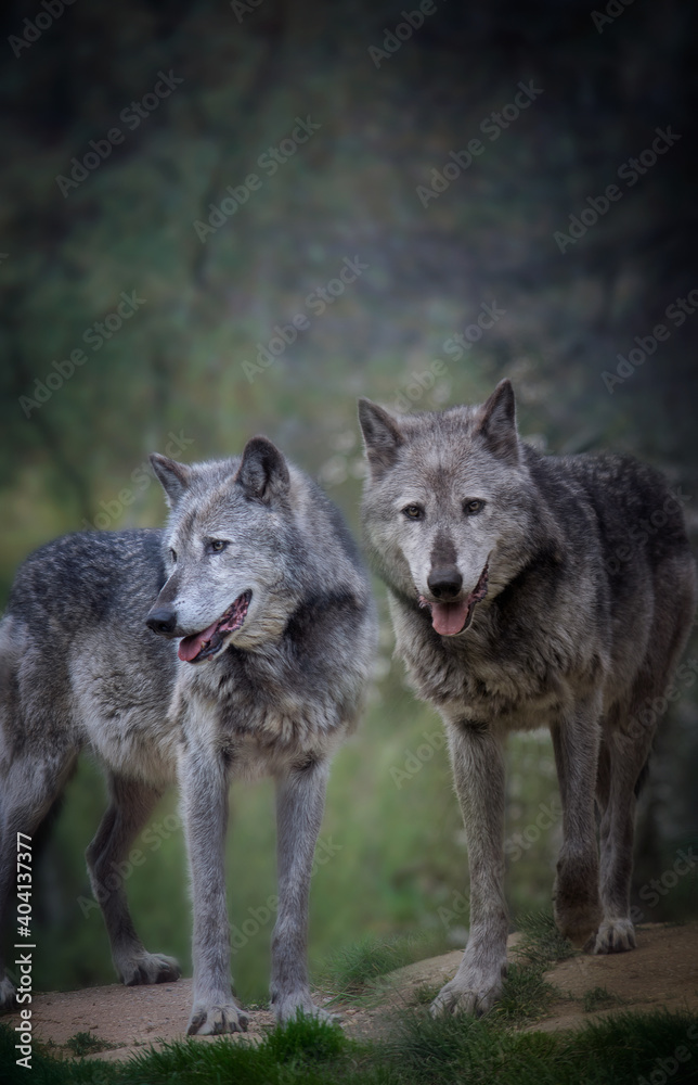 A pair of wolves in the dark forest A pair of wolves in the dark forest