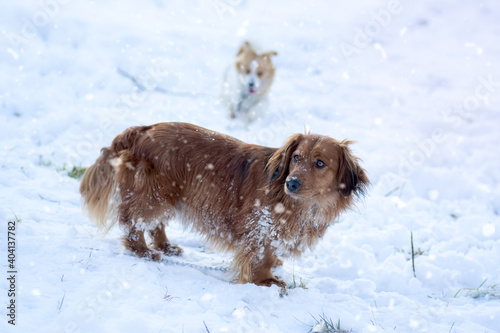 Cute dogs playing in the white snow