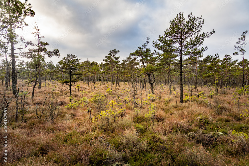 Nature scene with small pine trees in a marsh land area Nature scene with small pine trees in a marsh land area