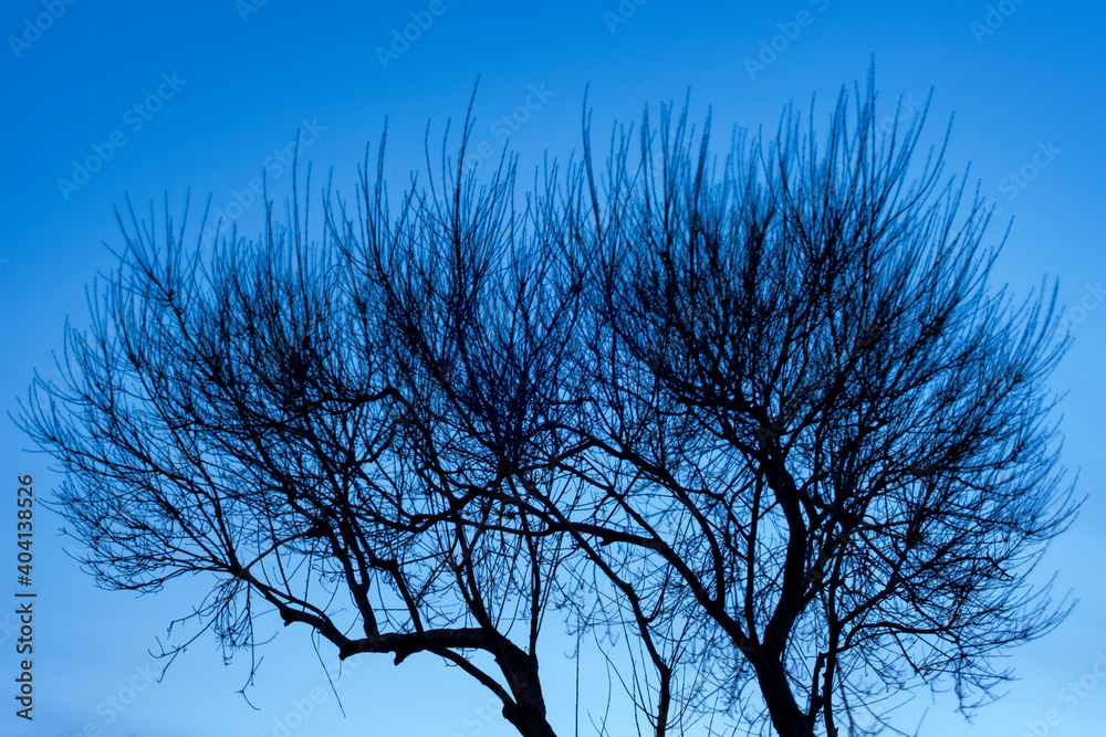 Obraz premium silhouette of a tree at mid eveneing