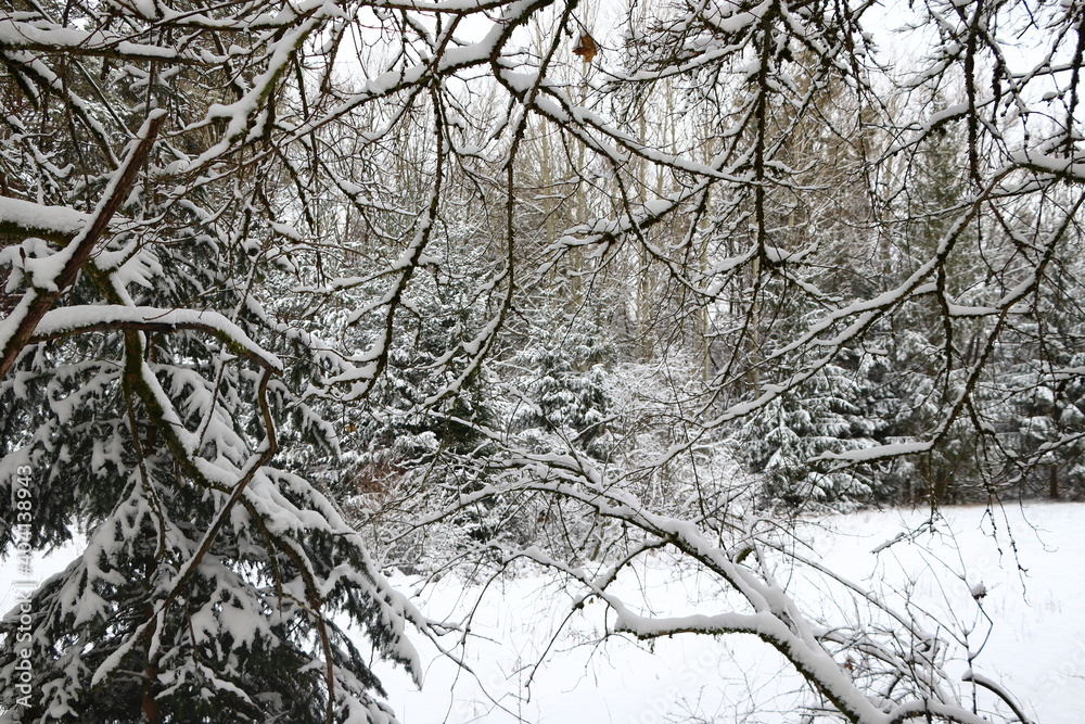 close up of coniferous branches in front of a forest in winter