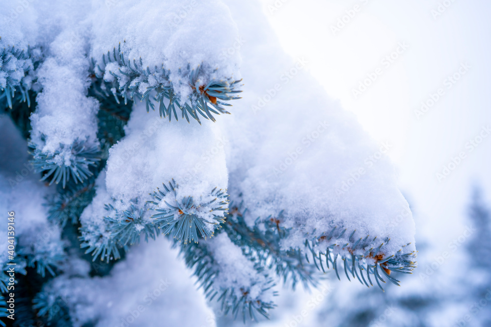 Winter landscape, forest with snow covered fir-trees. Soft focus background. High quality photo