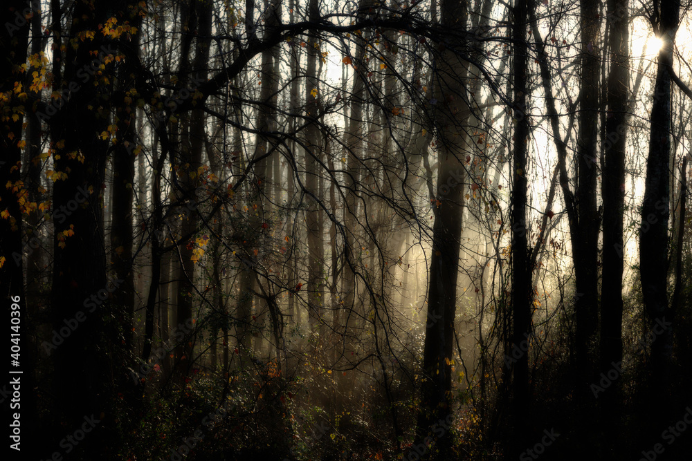Morning Sun and Fog in Forest