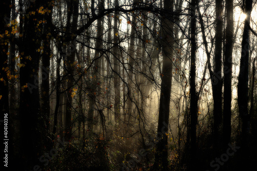Morning Sun and Fog in Forest