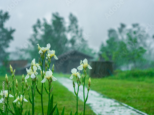 Fotografie, Obraz daffodil flowers during heavy rain